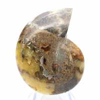 Natural ammonite from Madagascar - Display piece