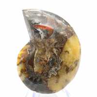 Polished Ammonite Fossil: Aesthetics and Science