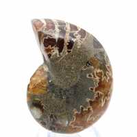 Ammonite from Madagascar: Mineralogy Specimen