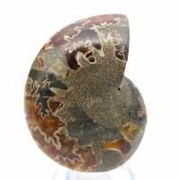 Authentic fossilized ammonite: Handcrafted finish