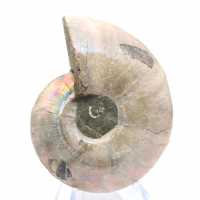Ammonite Specimen: Between Land and Sea
