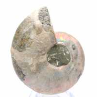 Polished ammonite from Mahajanga: Paleontological treasure