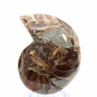 Small Ammonite from Madagascar: Mineral Purity