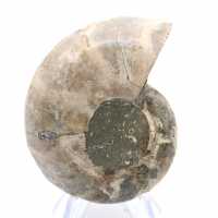 Ammonite from Madagascar: Strength and Stability