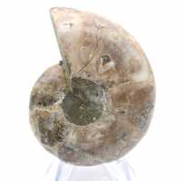 Fossilized cephalopod: Double-sided ammonite Fossilized cephalopod: Double-sided ammonite