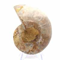 Light ammonite from Madagascar: Finesse and Details