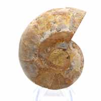 Ammonite from Mahajanga: Mineral Harmony