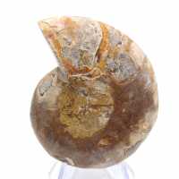 Polished Ammonite Fossil: Elegance and History