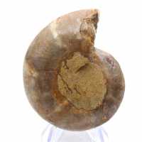 Ammonite specimen: The Madagascar spiral