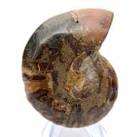 Ammonite of Mahajanga: Duality and Tradition