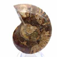 Fossilized ammonite: Mineral specimen from Madagascar
