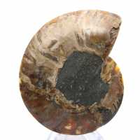 Large Ammonite of Madagascar: Natural Strength