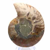 Polished ammonite: Marine geometry of Madagascar