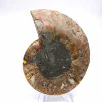 Impressive ammonite from Madagascar: Fossil purity
