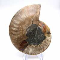 Major Ammonite Specimen: Prestige of Madagascar