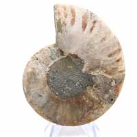 Fossil ammonite from Mahajanga: Mineral Balance