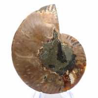 Ammonite from Madagascar: Rhythm and Sedimentation Ammonite from Madagascar: Rhythm and Sedimentation