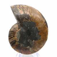 Polished Ammonite Fossil: Density and Details