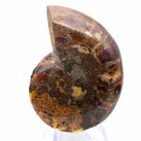 Ammonite Specimen: The Clarity of Mahajanga