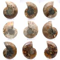 Polished ammonite: Marine geometry of Madagascar