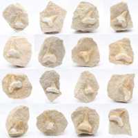 Otodus shark tooth