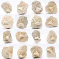 Otodus shark tooth