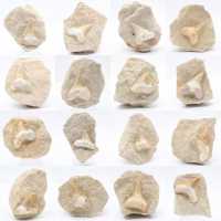 Otodus shark tooth