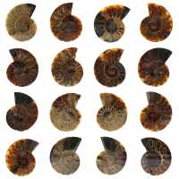 Ammonite