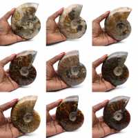 Polished fossilized ammonite