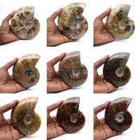 Polished fossilized ammonite