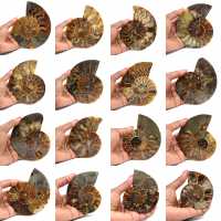 Fossilized polished ammonite