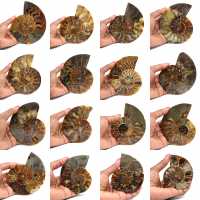 Fossilized polished ammonite