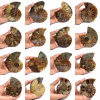 Fossilized polished ammonite