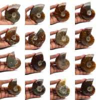 Whole polished ammonite from Madagascar