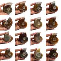 Whole polished ammonite from Madagascar