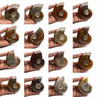 Whole polished ammonite from Madagascar