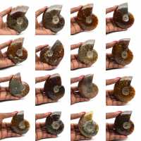 Whole polished ammonite from Madagascar