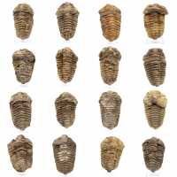 Fossil trilobite Morocco