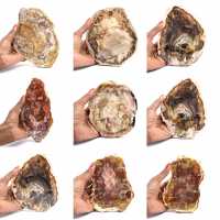 Madagascar Petrified Wood Slice