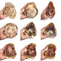 Madagascar Petrified Wood Slice
