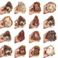 Madagascar Petrified Wood Slice