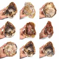 Madagascar Petrified Wood Slice