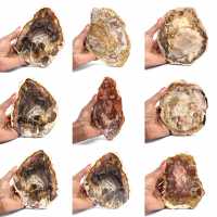 Madagascar Petrified Wood Slice