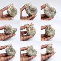 Ammonites Douvilleiceras inaequinodum