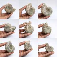 Ammonites Douvilleiceras inaequinodum