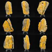 Bumblebee Jasper