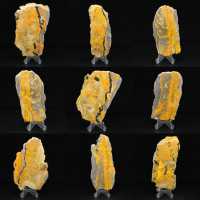 Bumblebee Jasper