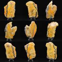Bumblebee Jasper