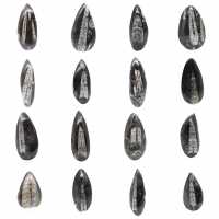 Fossil Orthoceras from Morocco