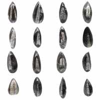 Fossil Orthoceras from Morocco